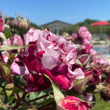 Re Di Fiori