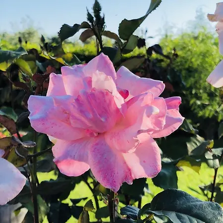 Re Di Fiori *